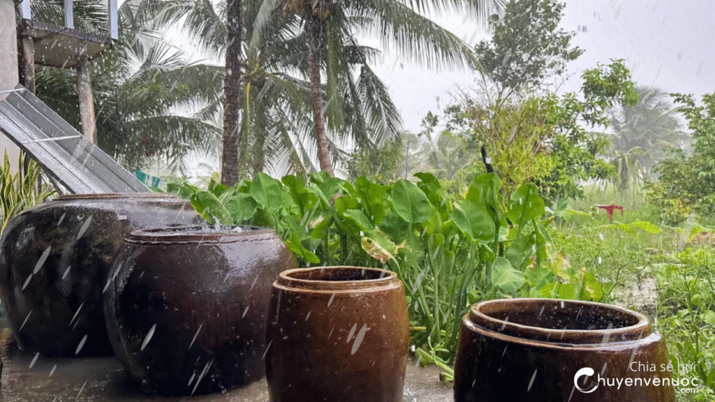 Vì sao ngày xưa ông bà uống nước mưa vẫn khỏe mạnh, bây giờ lại không nên?