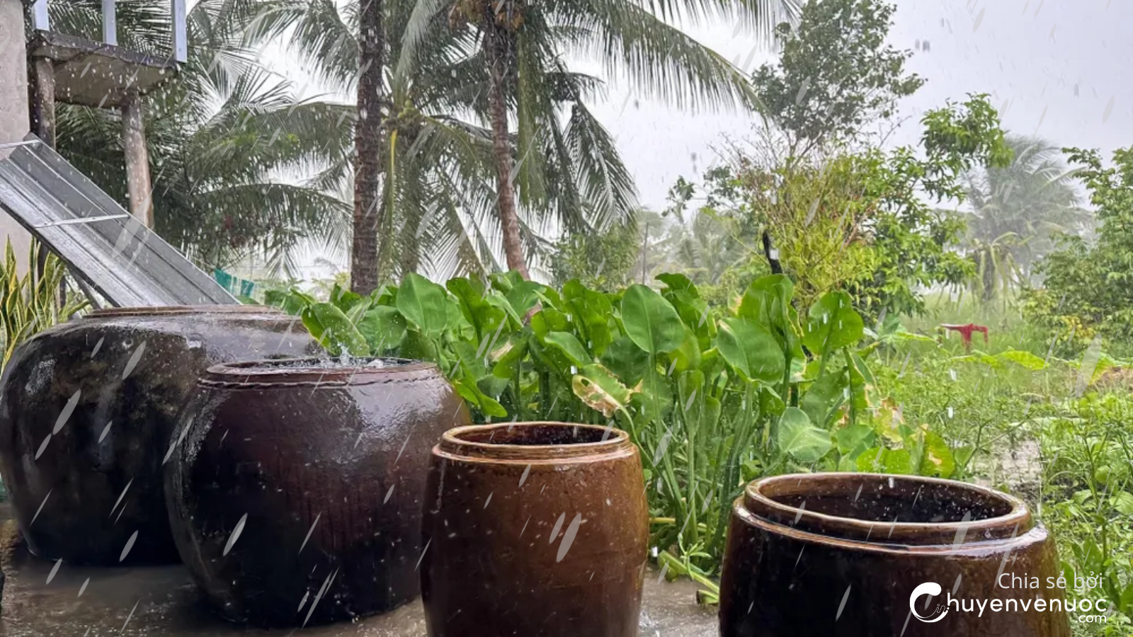 Chuyen ve nuoc Nuoc mua co gi Nuoc mua co uong duoc